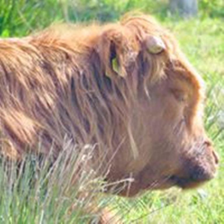 Windhaven Camping And B&B Thurso Luaran gambar